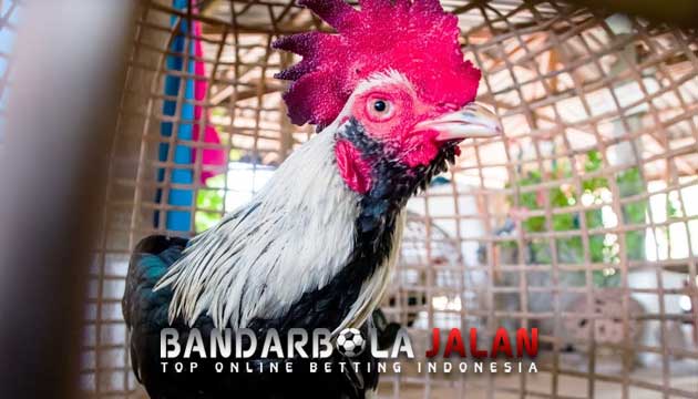 Cara Rahasia Ayam Bangkok Idaman Para Bobotoh Sabung