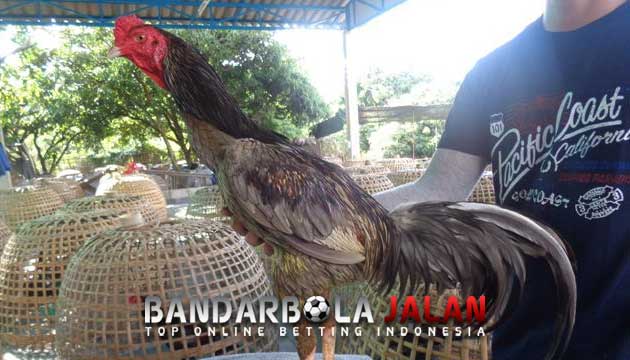 Fakta Menarik Ayam Bangkok Klawu Yang Kurang Diminati Bobotoh