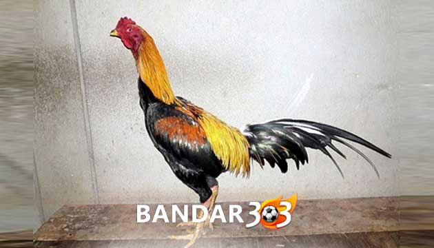 Cara Mudah dan Tepat Membedakan Ayam Bangkok Asli dan Palsu