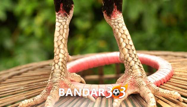 Ciri Istimewa Katuranggan Sisik Kaki Ayam Bangkok Segaris