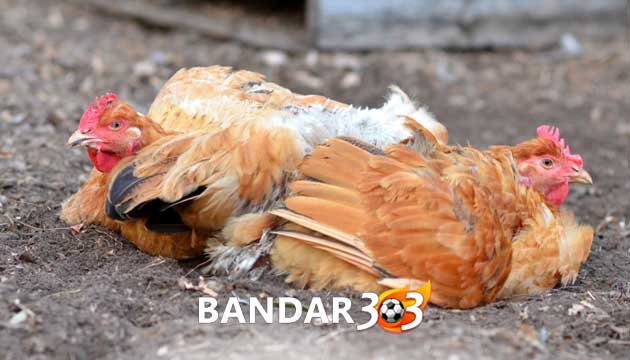 Racikan Obat Lumpuh Ayam Bangkok Menggunakan Bahan Tradisonal