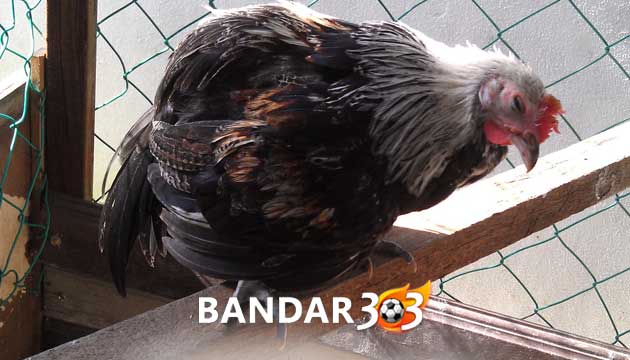 Cara Tepat Mengobati Ayam Bangkok Yang Kesulitan Tidur