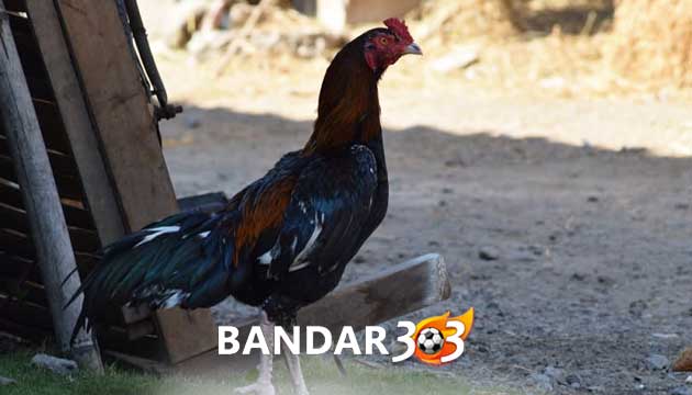 Ciri Khas Ayam Bangkok Petarung Bulu Biang Mematikan