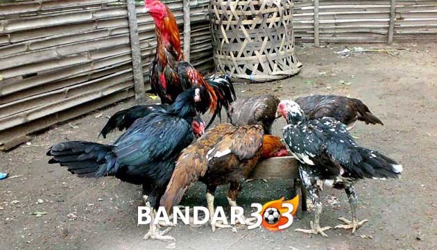 Pakan Penambah Stamina dan Pukulan Ayam Bangkok Paling Manjur
