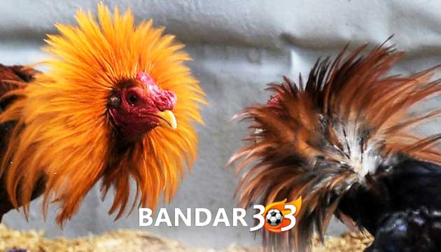 Tips Melatih Ayam Bangkok Supaya Memiliki Pukulan Cepat Terarah